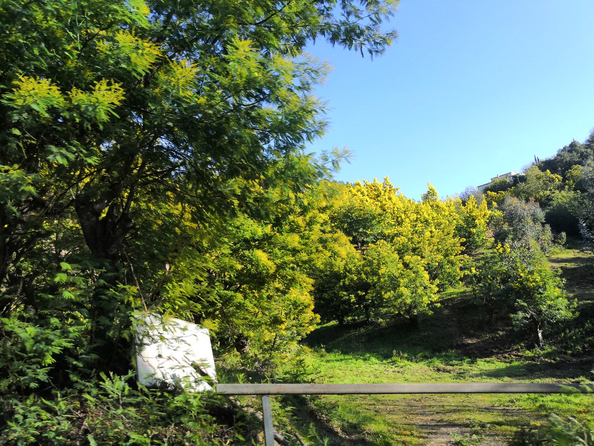 UnTourAutour's tweet photo. On a voulu faire la route des mimosas ensuite, mais on n'était pas les seuls, et je n'avais pas vu qu'il y avait une fête à Tanneron.
Mais là route toute belle jaune donnait envie ! https://t.co/YVDri8FVdW