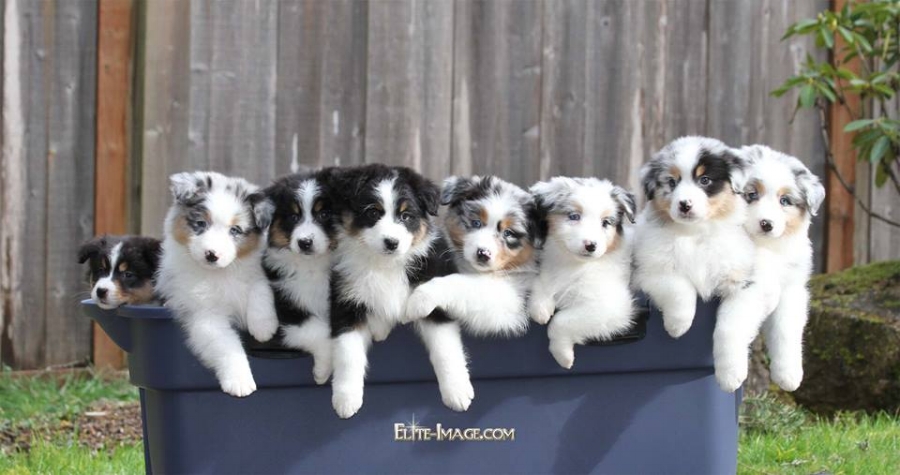 OK. So, I can't wait anymore. What's happening this week in the Texan Card Office are two HUGE things for us. They may not change the world, but they just might. This week - In the Texan Card Office - What is happening is----WAIT - I SEE PUPPIES!!!!!! Sorry, i'll be right back...