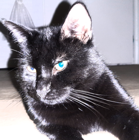 💔 IN MEMORIAM
KAT JAMES (chip)
ongec. kater, zwart, 1 jr
#APELDOORN #GE  
#DHver 21/12/21  facebook.com/DeHerenigingGe…