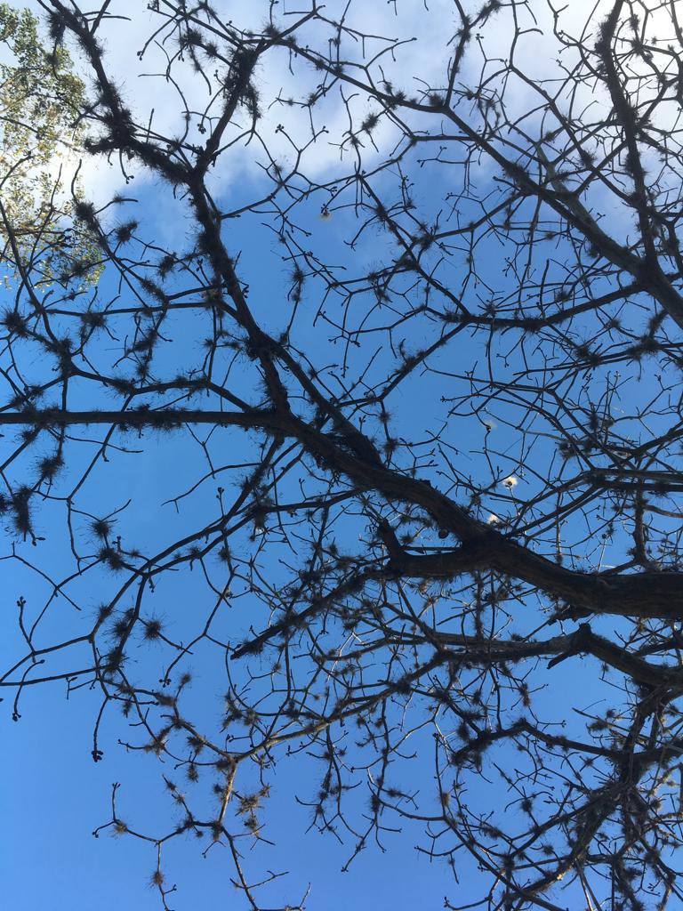 escovargabriela's tweet photo. ¿A quien se puede pedir auxilio para salvar  el Parque del Este? @InparquesVE esa cuenta no la usan. 😩 

Los árboles tienen tiña y están secos. Allí en detalle un árbol muerto. https://t.co/xF4KszEj4u