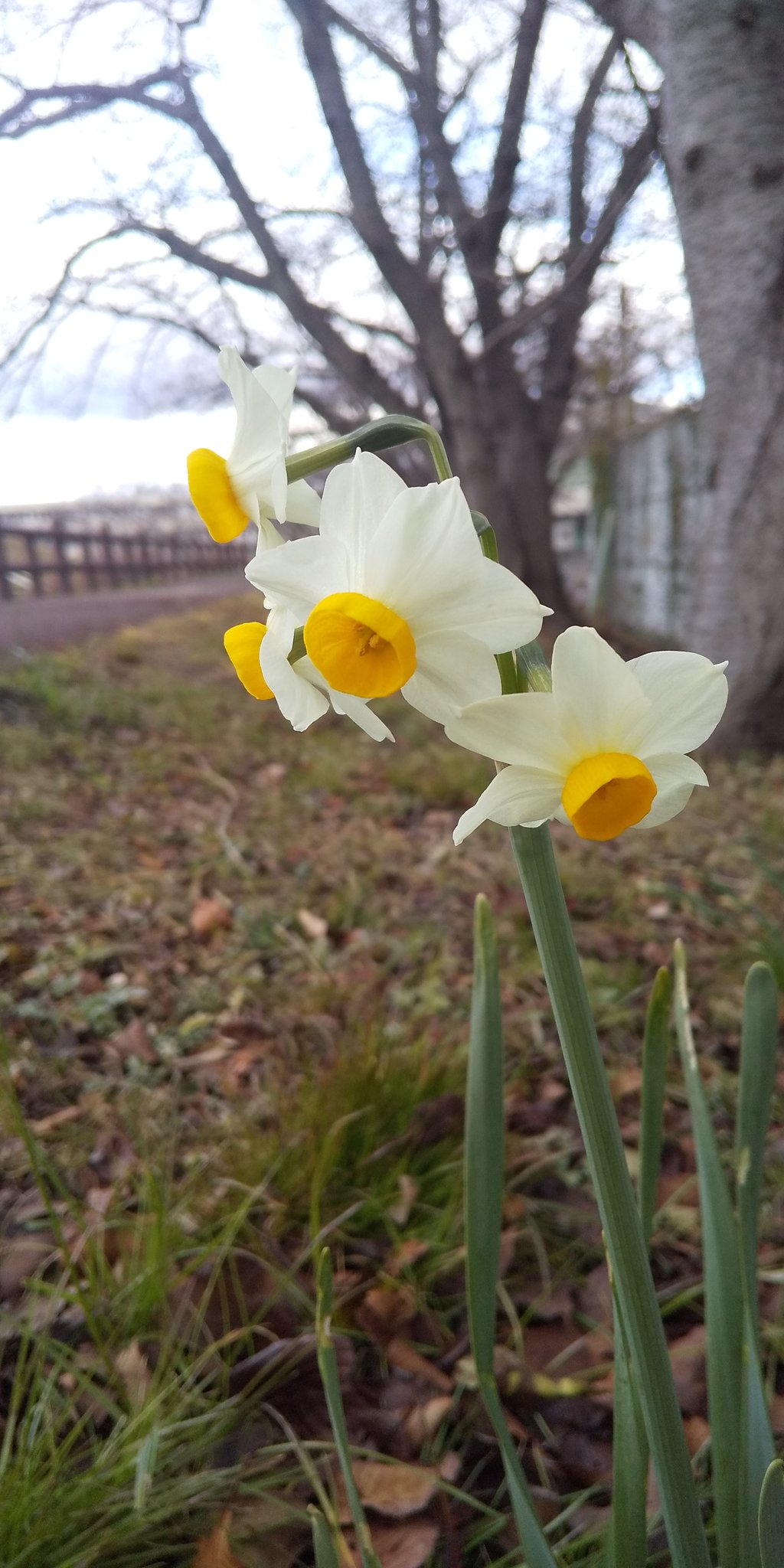 芥月 St 本日22 1 30 芥川堤防外側の新川桜堤と内側の芥川本流 水仙 スイセン と 気の早い梅と 大鷭 オオバン 行動は鴨っぽいけどなんか全然違うクイナ科のオオバンは検索しないと分からなかった 鷭の漢字もjis第2水準でセーフ 高槻市