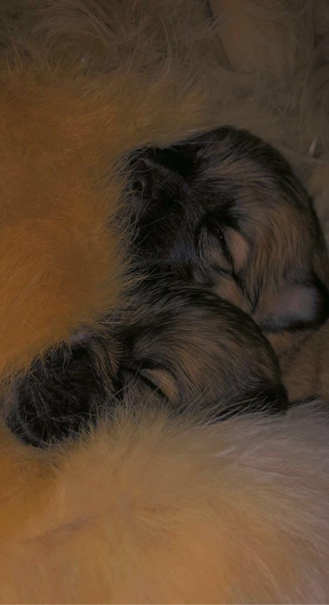 Tsheray_'s tweet photo. Two weeks old ❤️🐶 https://t.co/M9nVPc2upy