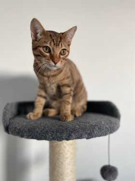 DE_HERENIGING's tweet photo. 🔴VERMIST: KAT SUNNAH
kater, cypers
#GENT #BE Leiekaai
#DHver 28/1/22 https://t.co/HmJVstX6or https://t.co/qZFdKeobUG