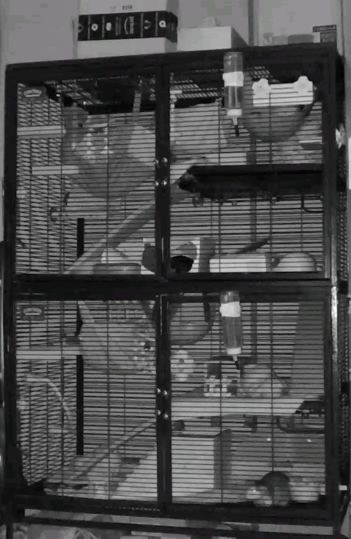 We've installed a rat cam and it'll be fun to play spot the rats with night vision mode when we turn off all the lights. ☺️