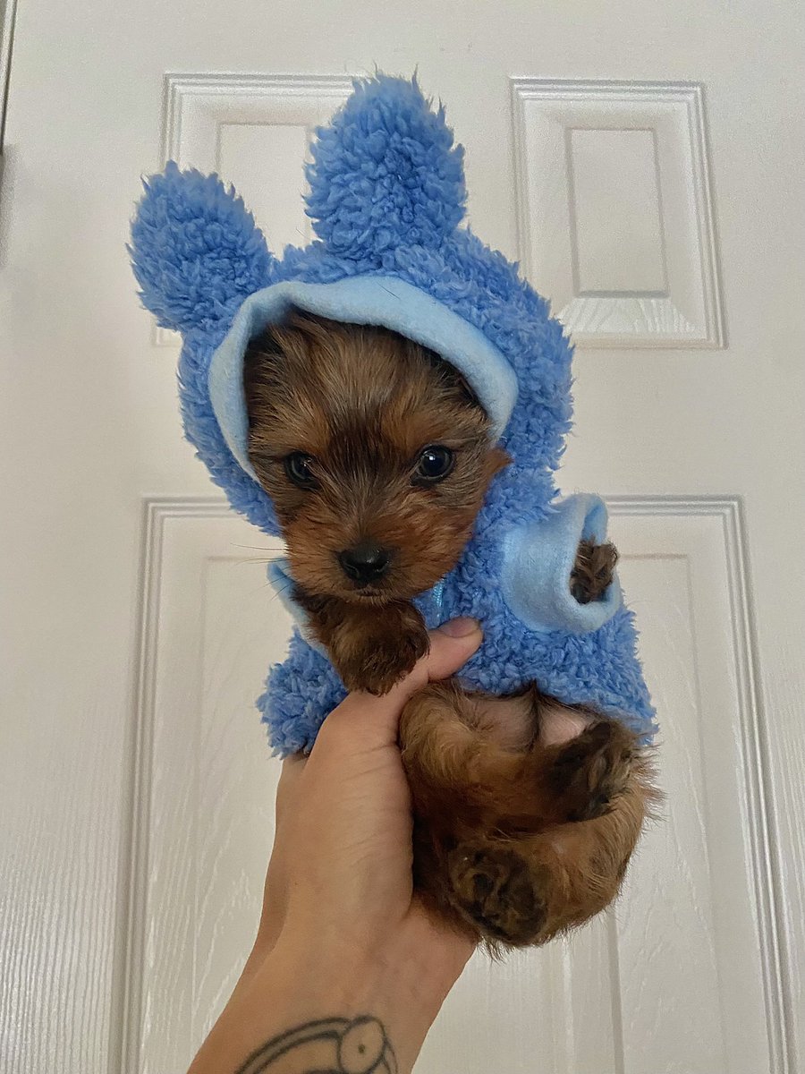 goddesszephyrina tweet media