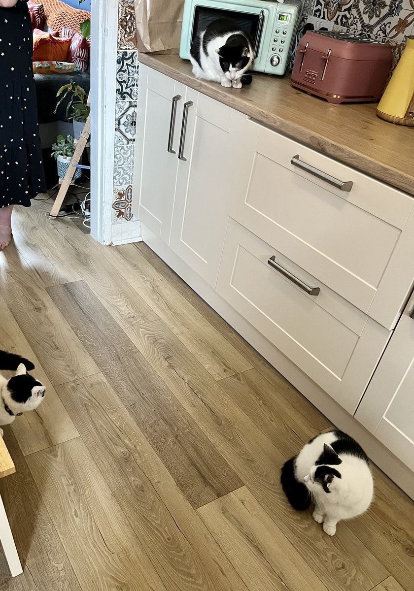 One of these cats isn’t mine