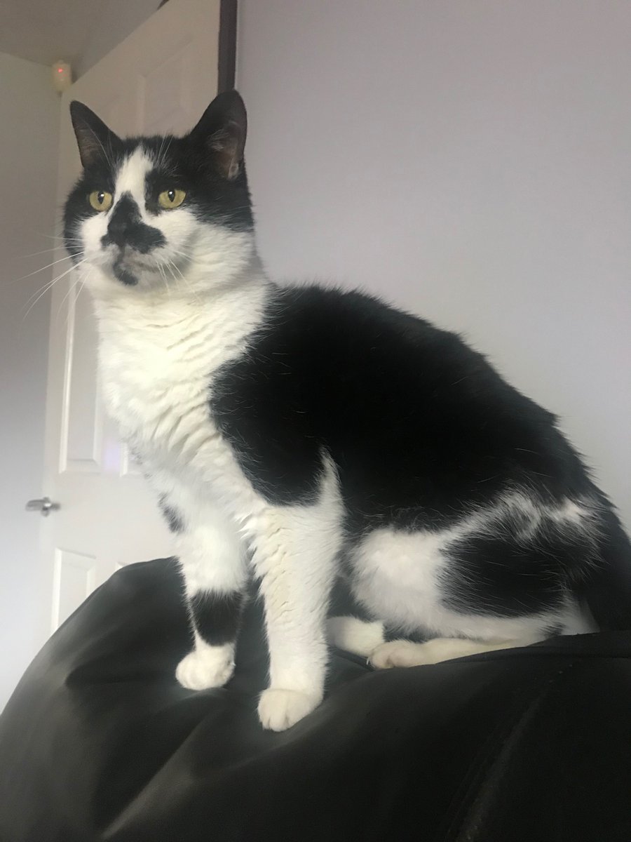 glamourpuss1000's tweet image. It’s going great thanks Madeleine, Izzy is watching TV at the moment!
Hope you enjoy your day too, love and purrs from us X ❤️😽❤️😽❤️