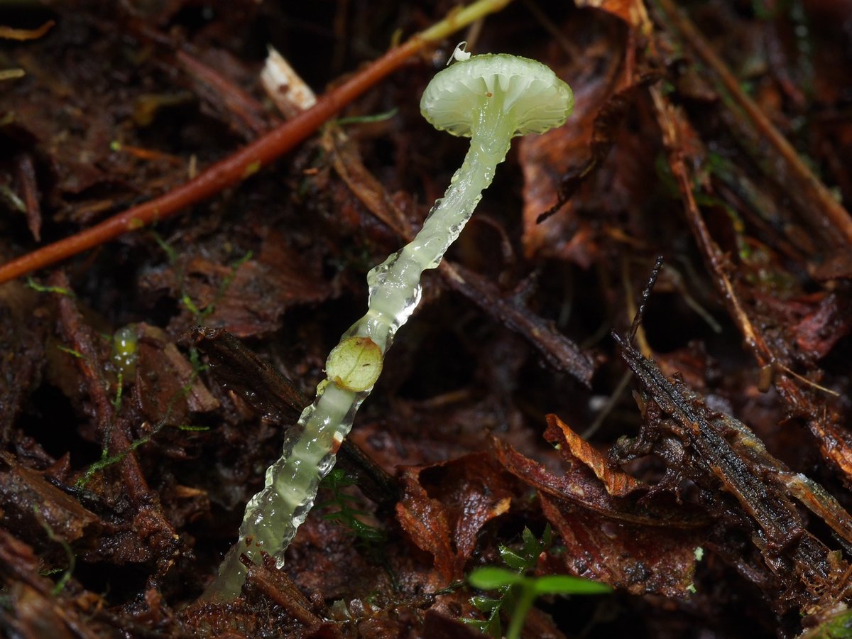 Gliophorus graminicolor

The species name is derived from Latin graminis, meaning "grass".

This grass-colored mushroom belongs to the genus Gliophorus which comes from the from Greek glia-, meaning glue, and the Latin -phorus from the Greek -phoros which means bearing.