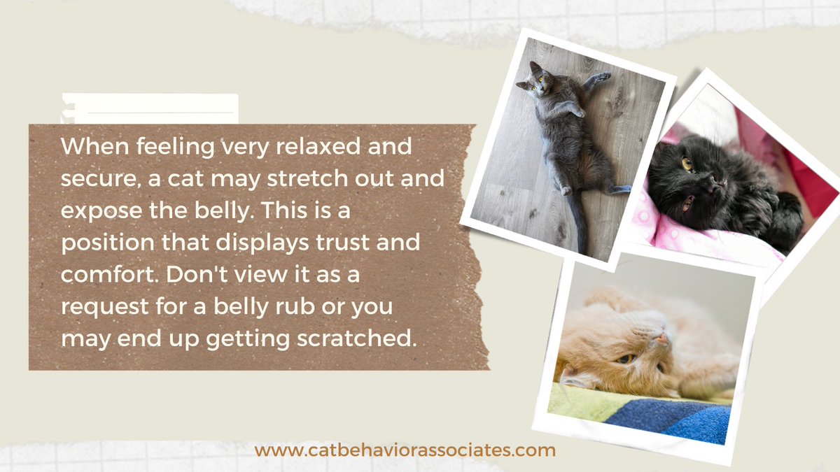 There are some cats who tolerate this or even enjoy it, but for most cats, petting the tummy triggers a defensive reaction. Learn the areas where your cat most enjoys being petted and stick to those spots to keep the experience positive. #cats #catbehavior #thinklikeacat