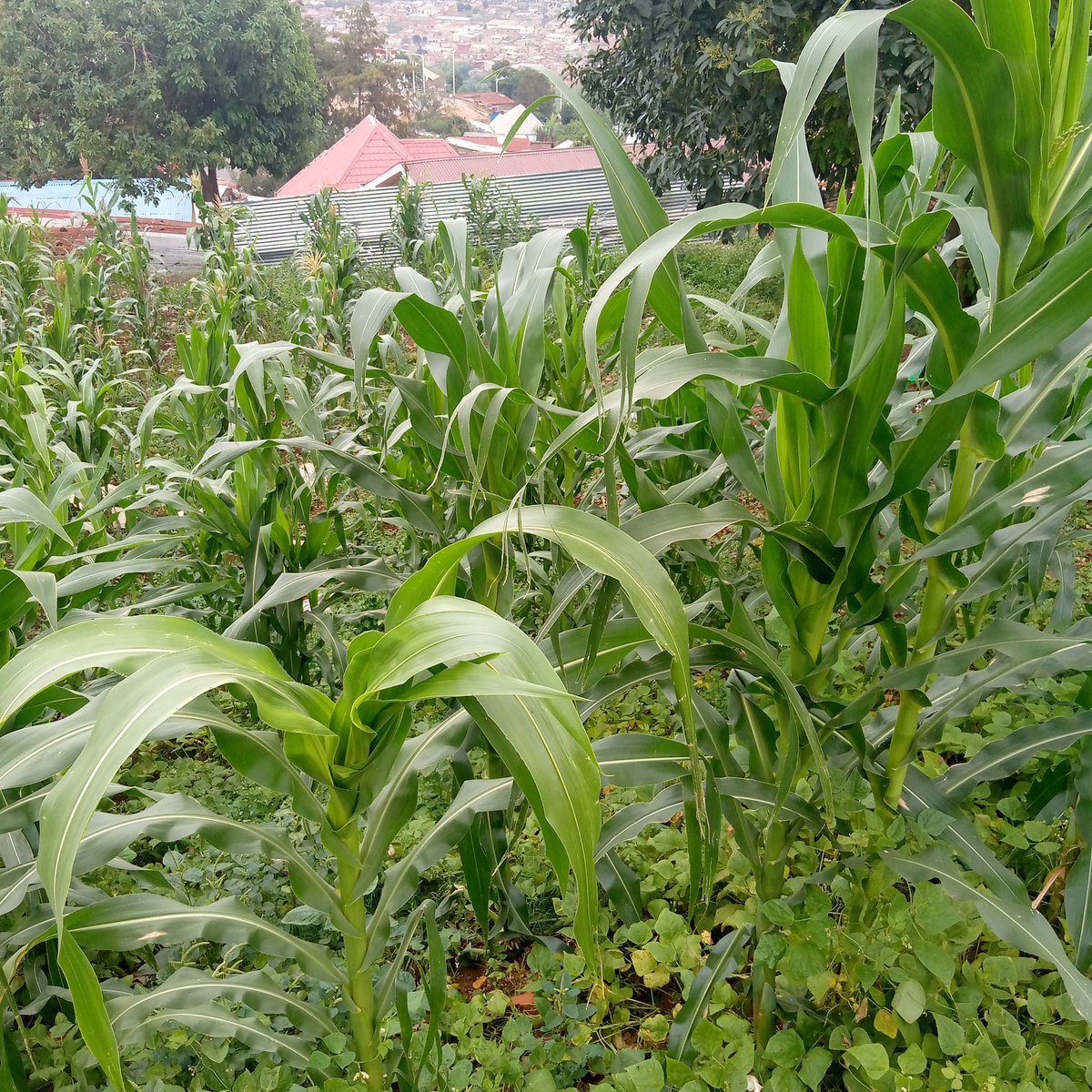Cities doesn't mean residential area only!#integratedplanning Do you think there will be the time, Kigali city serve it's self in food supplying?👈as reducing carbon footprint.
this is small parcel of maize plantation within Kigali city🤗.
@CityofKigali, @RwandaAgri,@REMA_Rwanda