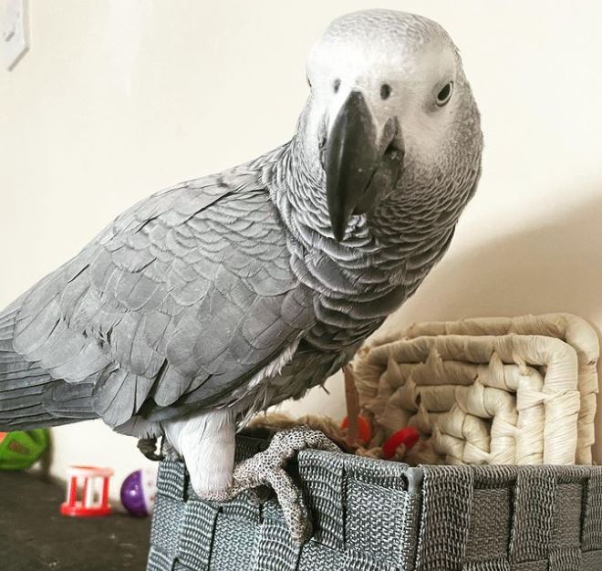 NorthernParrots's tweet photo. Miss Ruby Grey is loving her toys. Rotate toys regularly. How many does your Parrot have? #africangreyparrot #africangreycongoparrot #congogrey #parrots https://t.co/Usv0RjMAzt