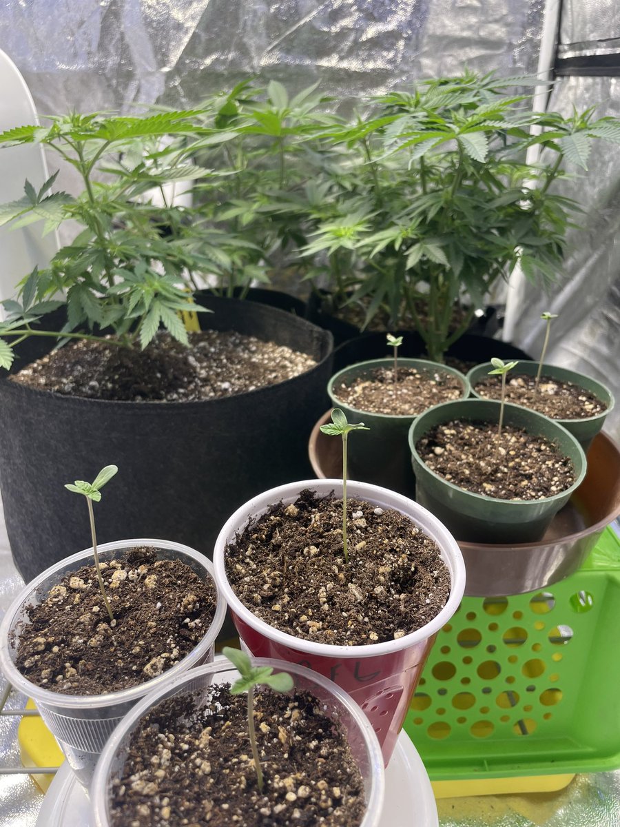 Some new additions to the club, 3 squirt &amp; 3 Bigfoot glue 🍌 🥭 in the back all under a SF1000 #growyourown #imtrying