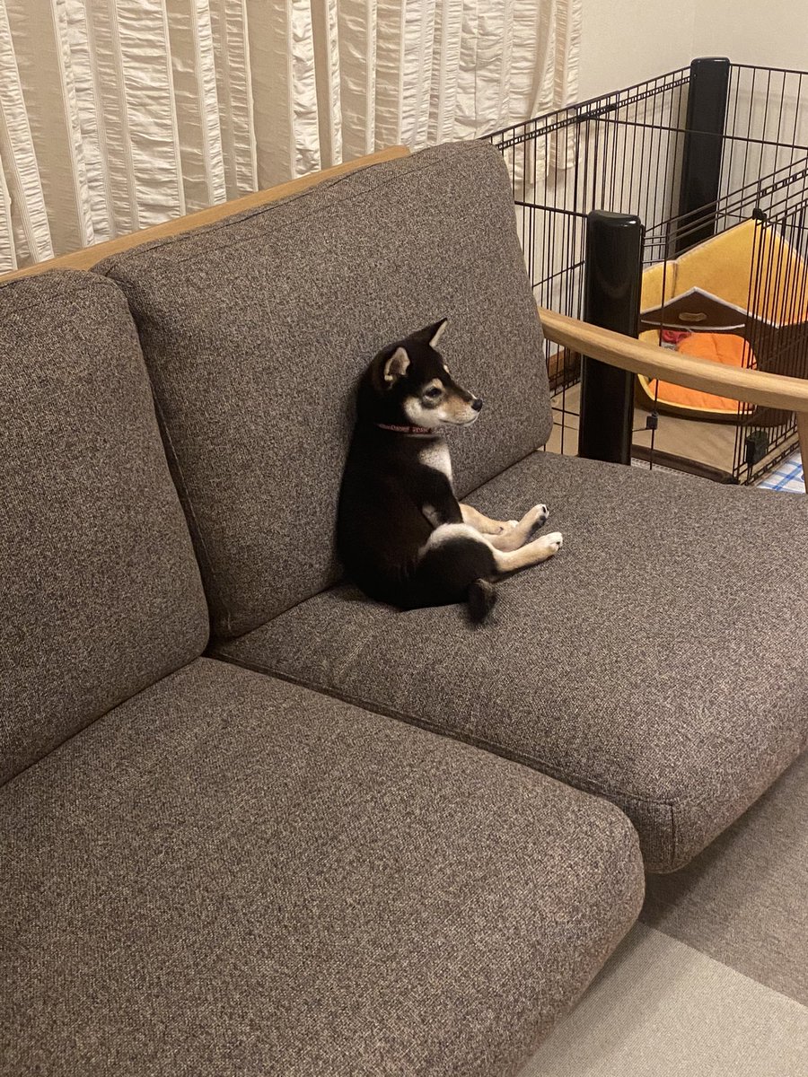 黒柴♂福 と生まれ変わりの弟 天 (@kuroshiba29fuku) / Posts and