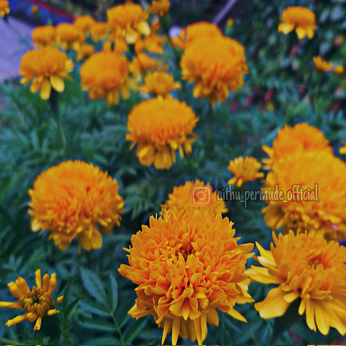#yellowflowers #flowergarden #flowerphotography #mobilephotography #naturephotography #nithupermudephotography