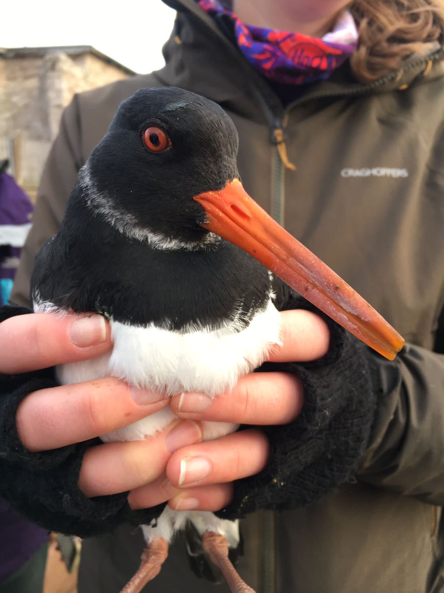 A perfect example of an oystercatcher that prefers food in rocky areas over grassland. Oycs can change their bill shape in 10 days as they grow around 0.4mm a day! That's 4x faster than human fingernails. @BBCSpringwatch @IoloWilliams2 @ChrisGPackham @michaelastracha