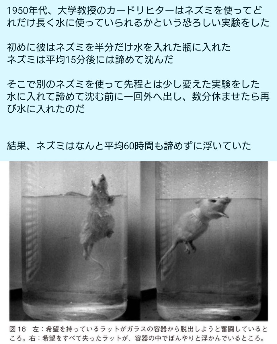 希望 にどれほどの力があるのか動物実験してみた 希望を持った奴は持ってない奴の240倍がんばれる事が判明 Togetter