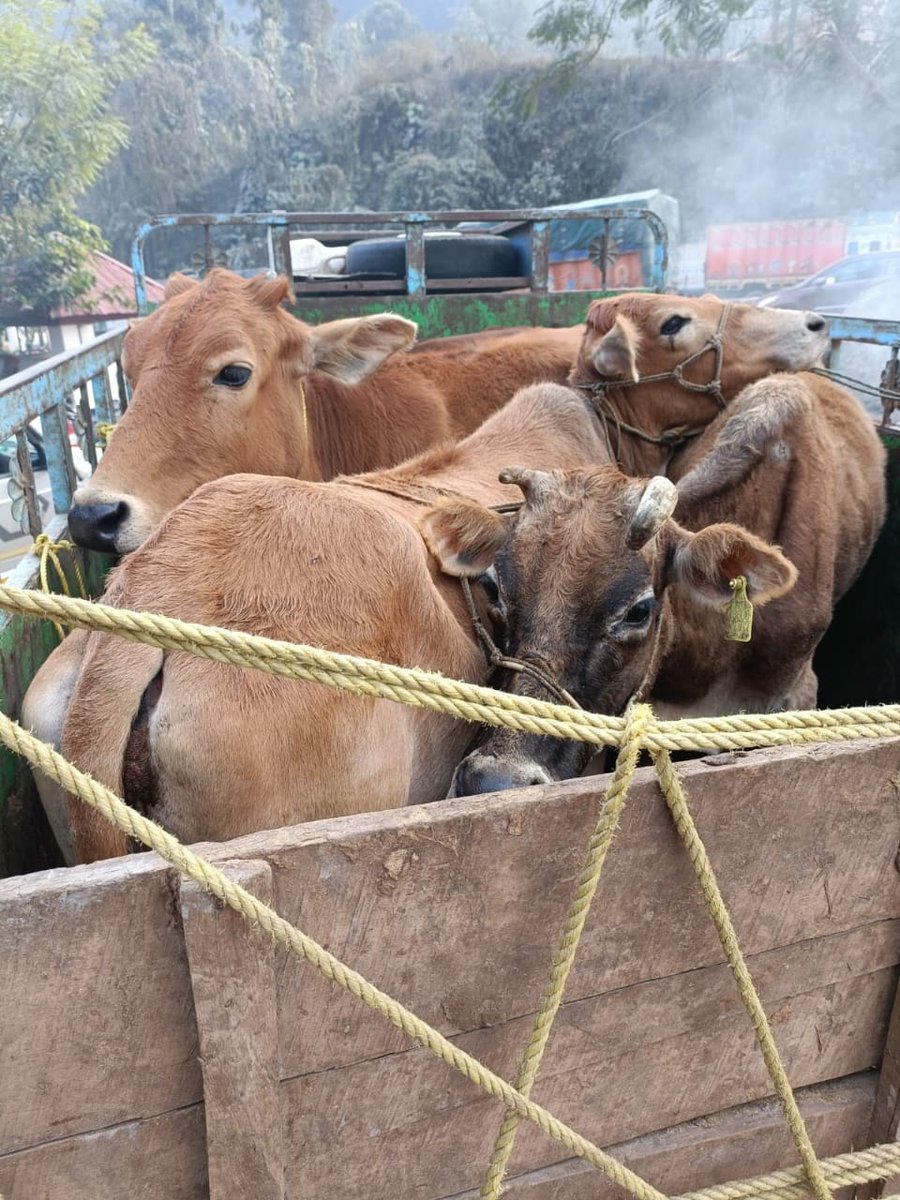 GuwahatiPol's tweet photo. A EGPD team from Jorabat OP under Basistha PS intercepted a mini truck that was carrying 5 live cattle. 2 persons have been held for further questioning. 

All necessary formalities being done. https://t.co/LEt5O8sTuN