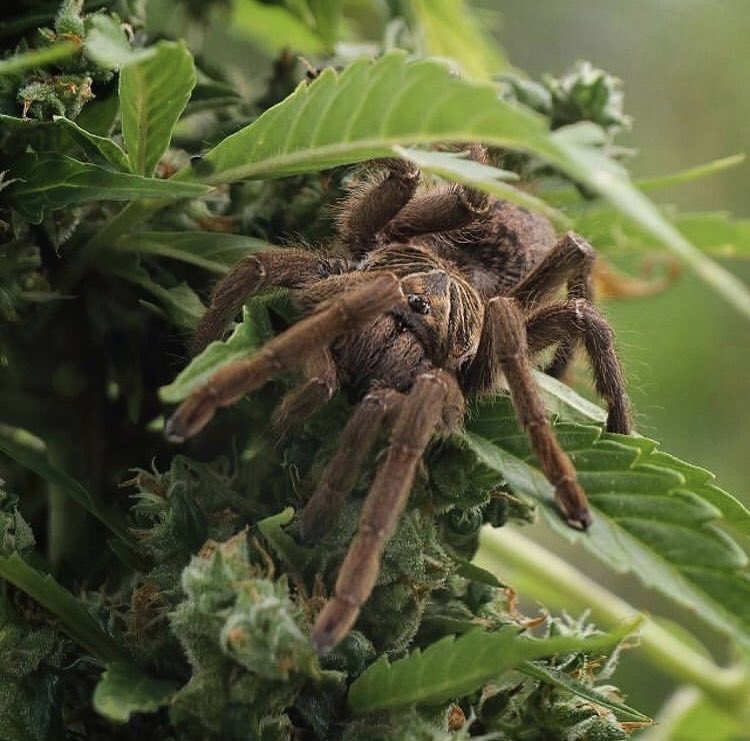 🕷
