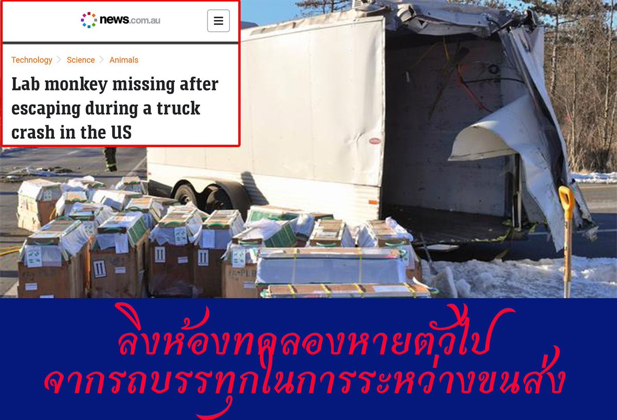 Ohstarhunter's tweet photo. รัฐเพลซิลวาเนีย เกิดอุบัติเหตุขึ้นกับรถบรรทุกลิงจำนวน 100 ตัวที่จะนำไปใช้ในห้องแล็ป ลิงหายตัวไปทั้งหมด 4 ตัวถูกตร.ยิงตายไป 3 ตัว อีกตัวยังตามหาไม่เจอ 
#USMonkey
#Labmonkey
#ลิงเก็บมะพร้าว https://t.co/gQN6uhu3Lr
