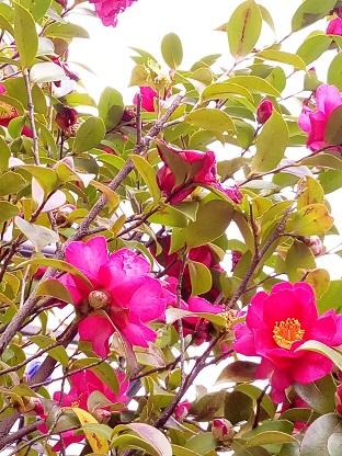 kitsune34's tweet image. Walk
in Cold weather
#chill #emptybrain #photography