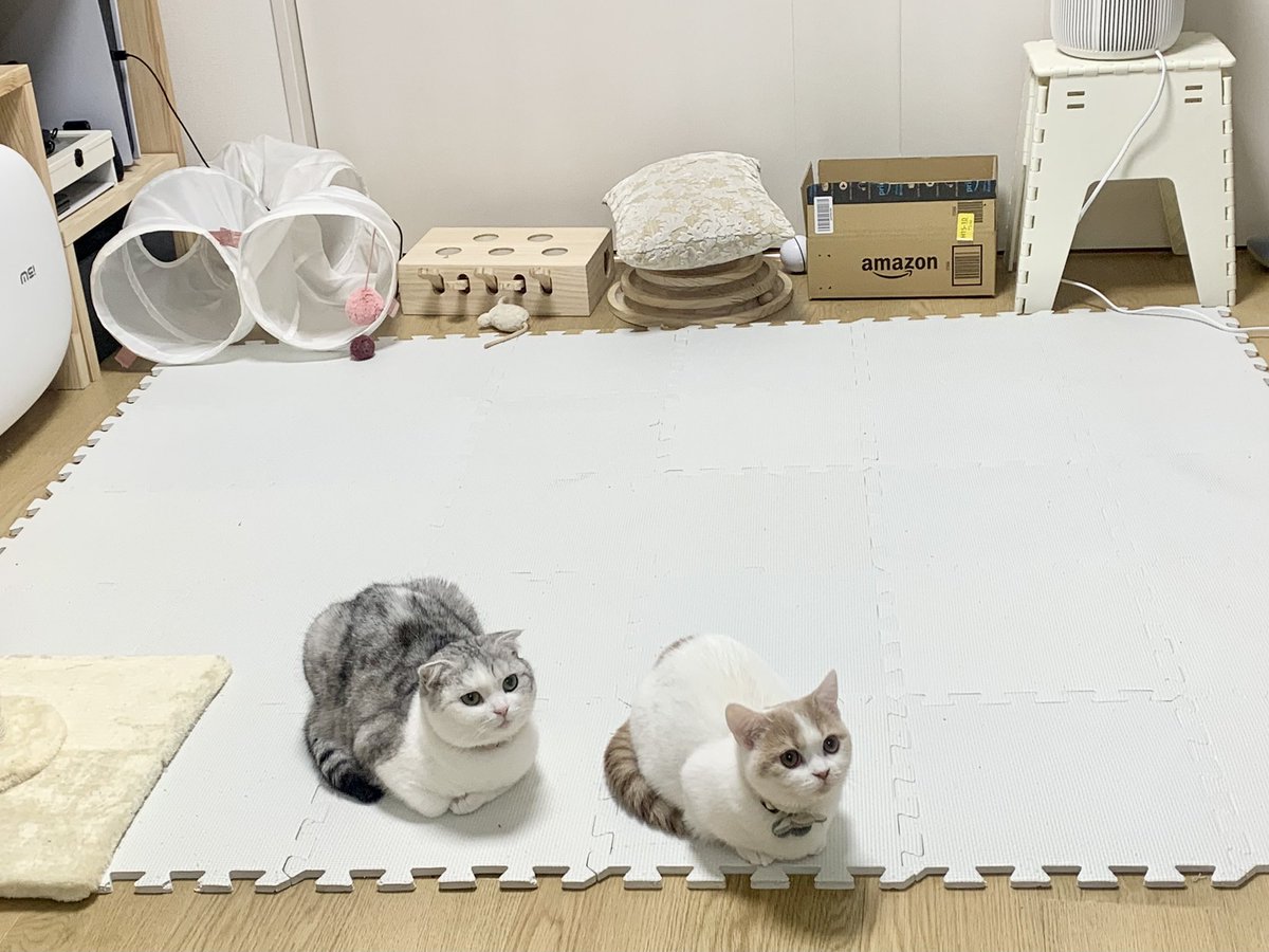 kawaii_ChocoMog's tweet photo. @mofu_sand よろしくお願いします!!!
ぢゅのさんがよく描かれている猫ちゃんに似てるんです🥰
でもなかなか、この組み合わせが無くて！スタンプあったらめちゃくちゃ嬉しいです❤(最後のフルートは無理かな🤣) https://t.co/KO9f5bqVlm