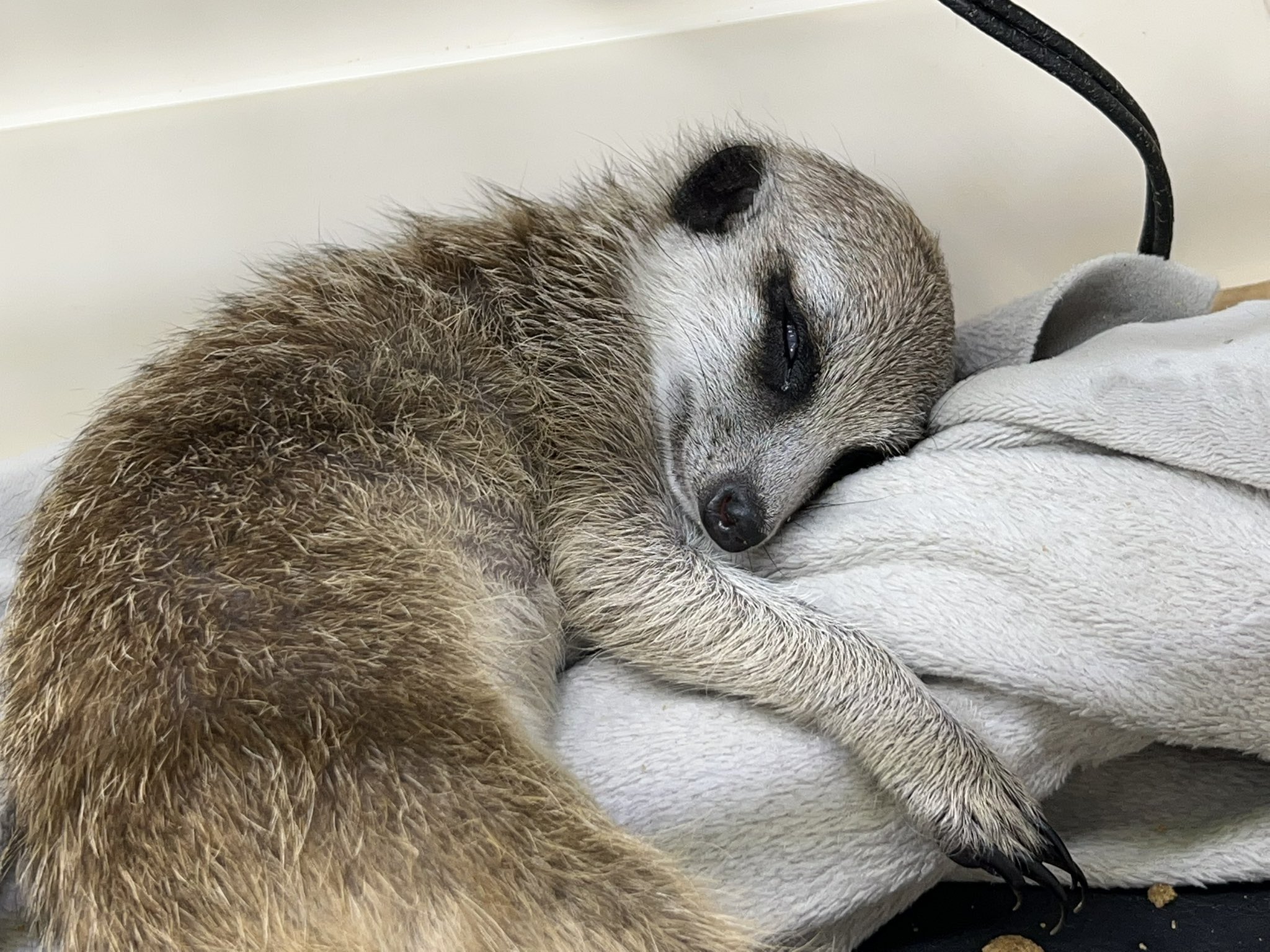 小動物専門店 Twitter Search Twitter