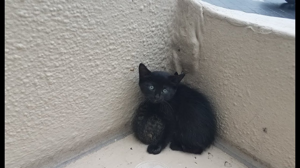 кот в углу. котенок в углу. красивые котята. котенок забился в угол. кот зажатый в угол.