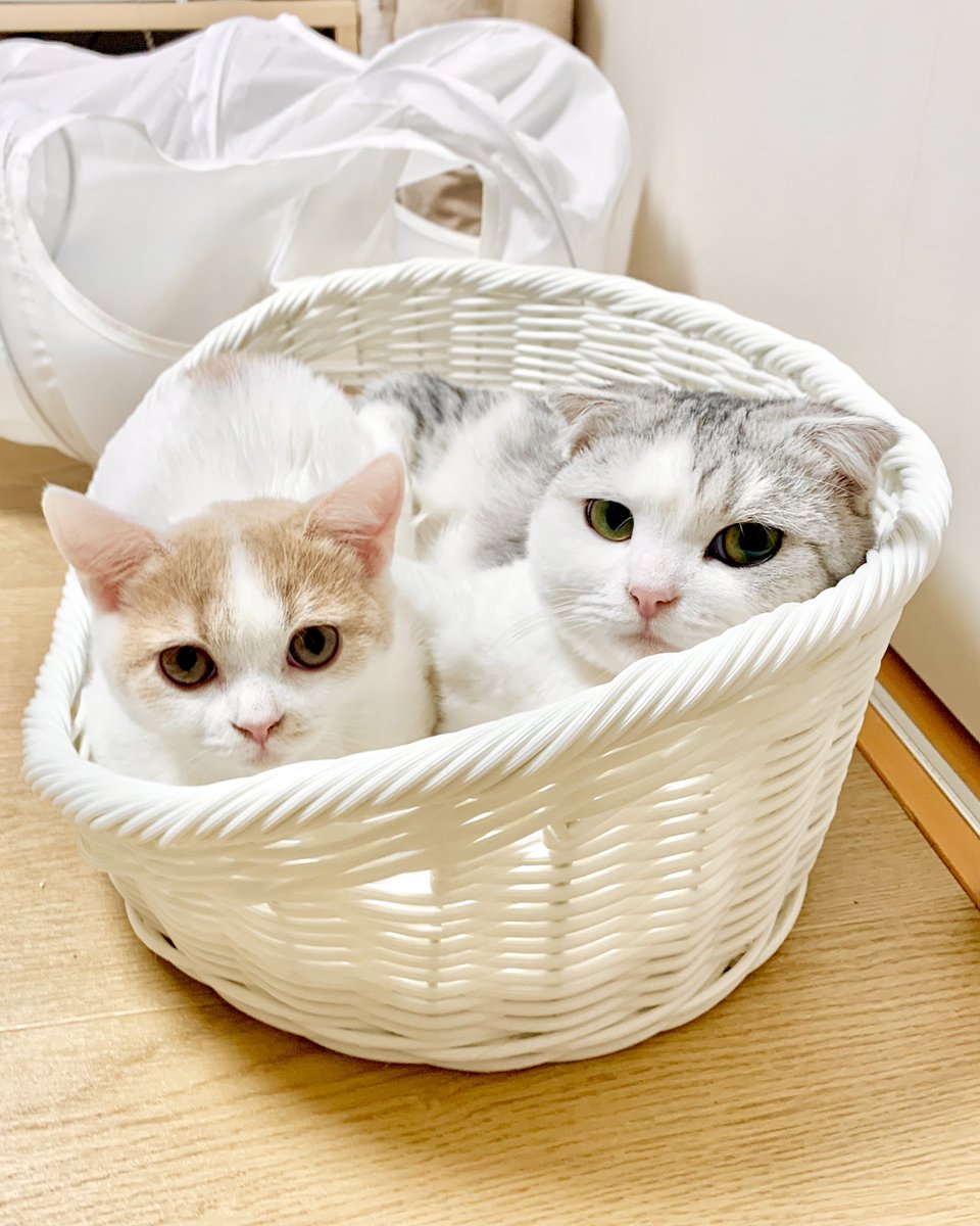 kawaii_ChocoMog's tweet photo. かわいいよ~🥰 https://t.co/lG2ThANyba
