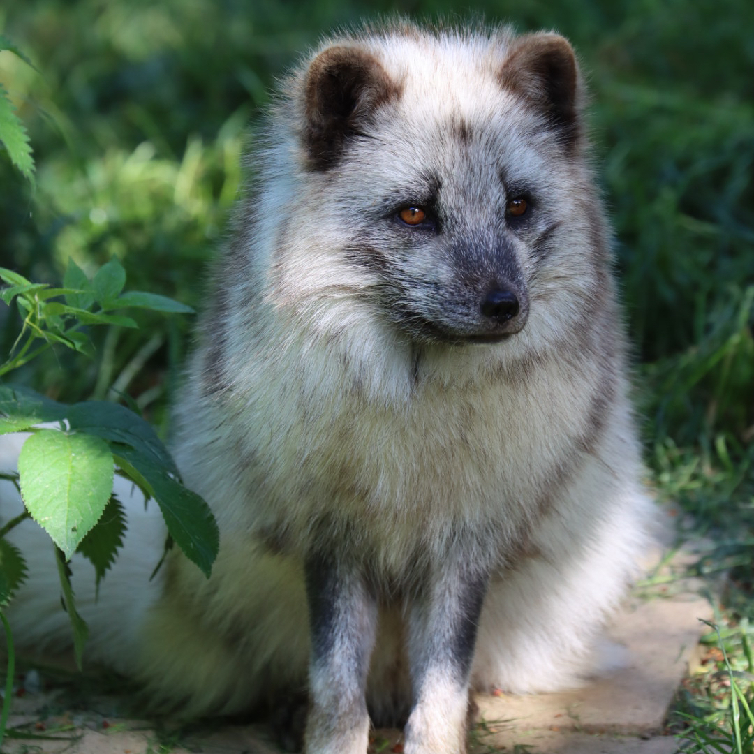 We are back OPEN today.. we survived yesterdays winds with some damage.. but we are happy to welcome you back to the Zoo today 😊☀️