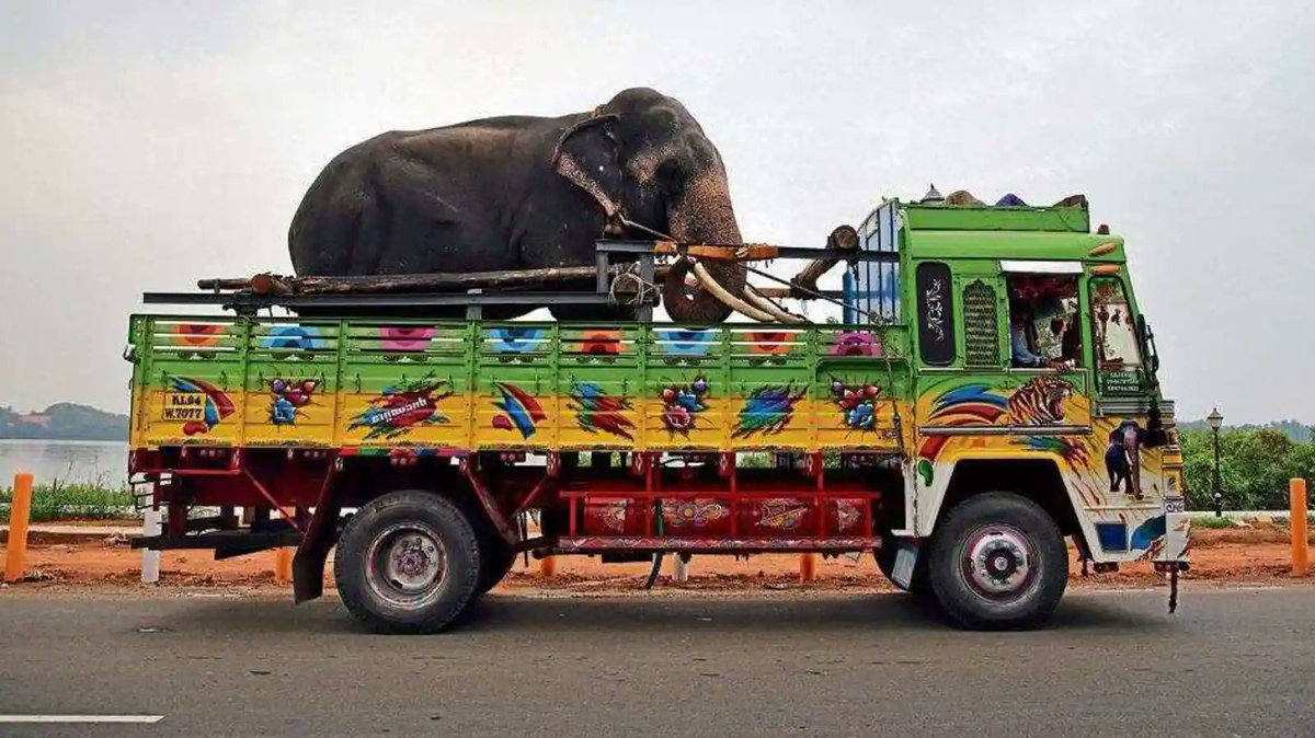:
🆘SUPER URGENT PETITION🆘#INDIA #ELEPHANTS
:
If amendment to Section 43 WildLife Protection Act passes, it will seal the fate of captive elephants in India🇮🇳. Tt will become LEGAL TO OWN &amp; TRADE elephants. 
PLS HELP 🛑STOP🛑 THIS 
:
SIGN N SHARE bit.ly/SaveIndianCapt…