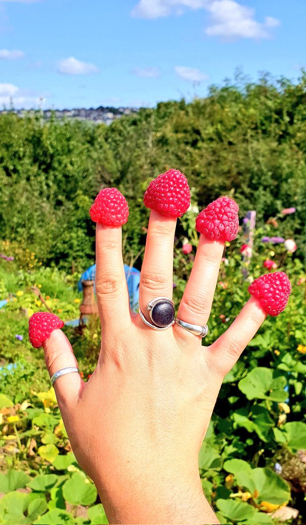 lovely_plot's tweet image. Reminder to cut your autumn fruiting raspberries, riiiiiiiiight to the ground ✂️ 
They will fruit on the new wood in late summer/autumn 😊
#gardening #Sundayfunday
