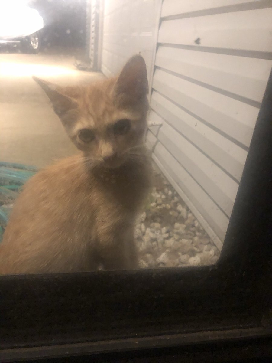 PlinkThePoor's tweet photo. Day 1 of 16 days of cat photos I just found. This guy was a stray I ended up taking to a shelter last year. https://t.co/lFdXGj4i7k