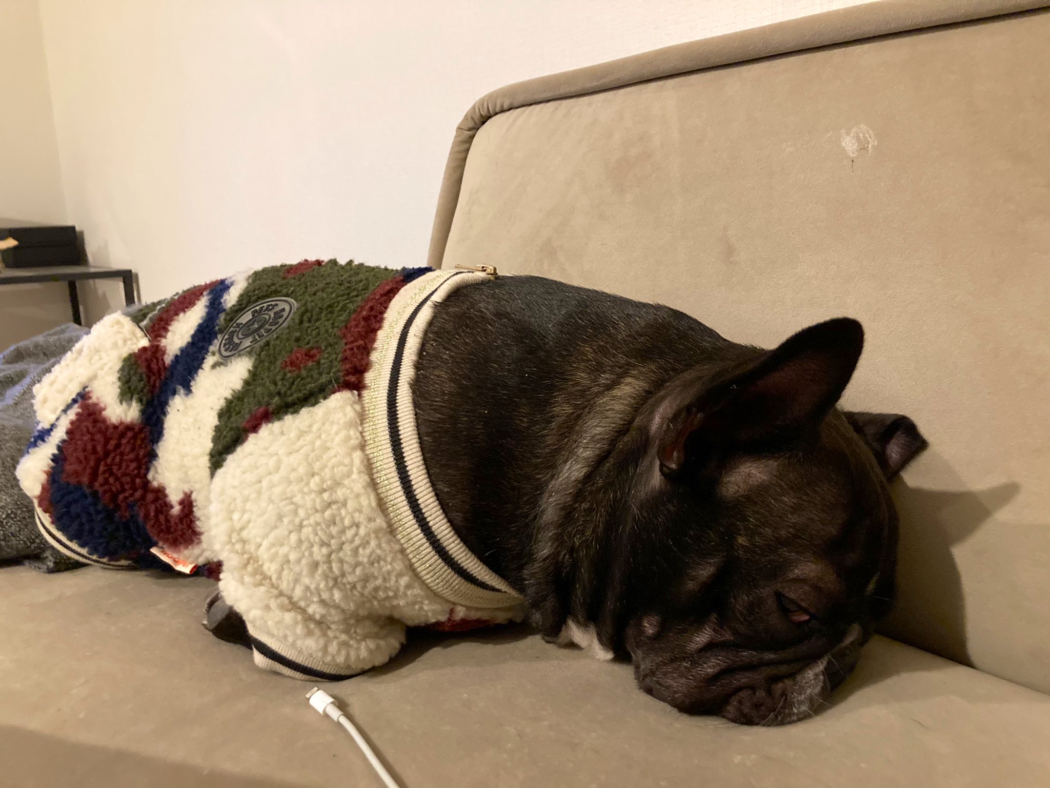 フレブル小次郎 番犬意識が高いので半目で寝ます フレブル フレンチブルドッグ Frenchbulldog 充電中 T Co Zcsbvm1tlz Twitter