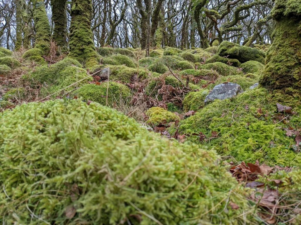 tomcaro1983's tweet photo. Wet and very windy walk around Bench Tor
#benchtor #dartmoor #dartmoornationalpark https://t.co/d2TknoBCyr https://t.co/Zg0AiaI7ff