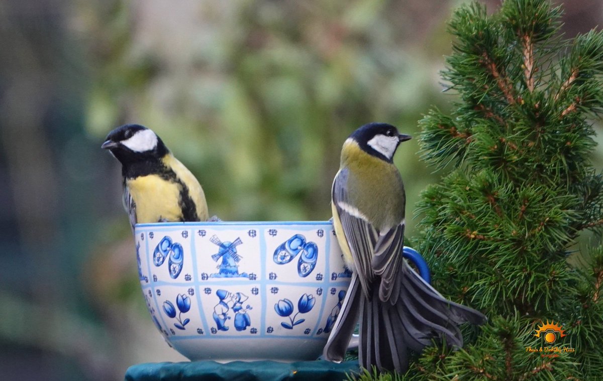 Vandaag een betere score dan gisteren. Resultaat Tuinvogeltelling:12 x mus, 2x roodborst, 2x vink, 2x merel, 3x koolmees, 1x heggenmus, 2x pimpelmees. Foto: 30 januari '22
<a href="/vogelnieuws/">Vogelbescherming NL</a> @ocredactie <a href="/rtvnoord/">RTV Noord</a> #Tuinvogeltelling #dvhn #roodeschool #vogels #vogelbescherming