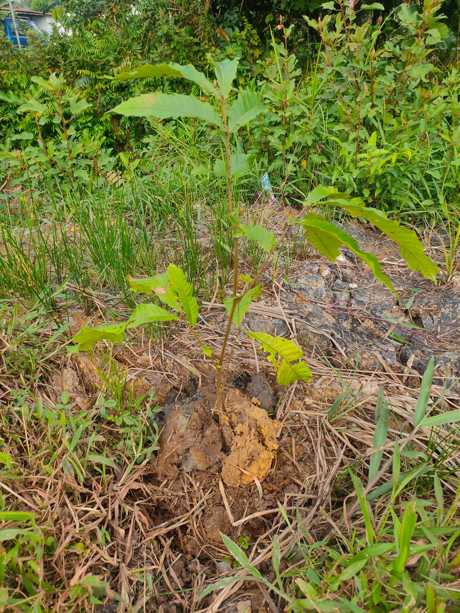 DoodleboyMY's tweet photo. @Ponderman_NFT Thank you sir for supporting the #1NFT1Tree. This is your wakaf tree.
π³ Longan Kristal
π 1.466106,110.488101
NFT: Doodle Boy #16
This tree could grow up to 30 meters & starts bearing fruits after 3-4 years. https://t.co/6J8erpAbtQ