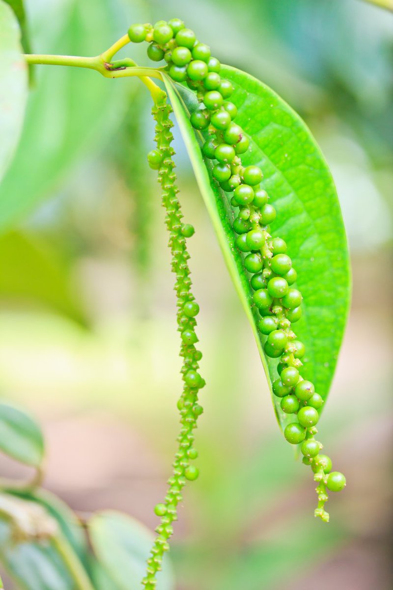 wedker001's tweet photo. So no one was ever gonna tell me this is how they grow PEPPERCORNS!!! i thought they were like a seed or like actual corn... im literally lost right now #mindblown #badcooking @EamonnHolmes https://t.co/KiTrORnEgO