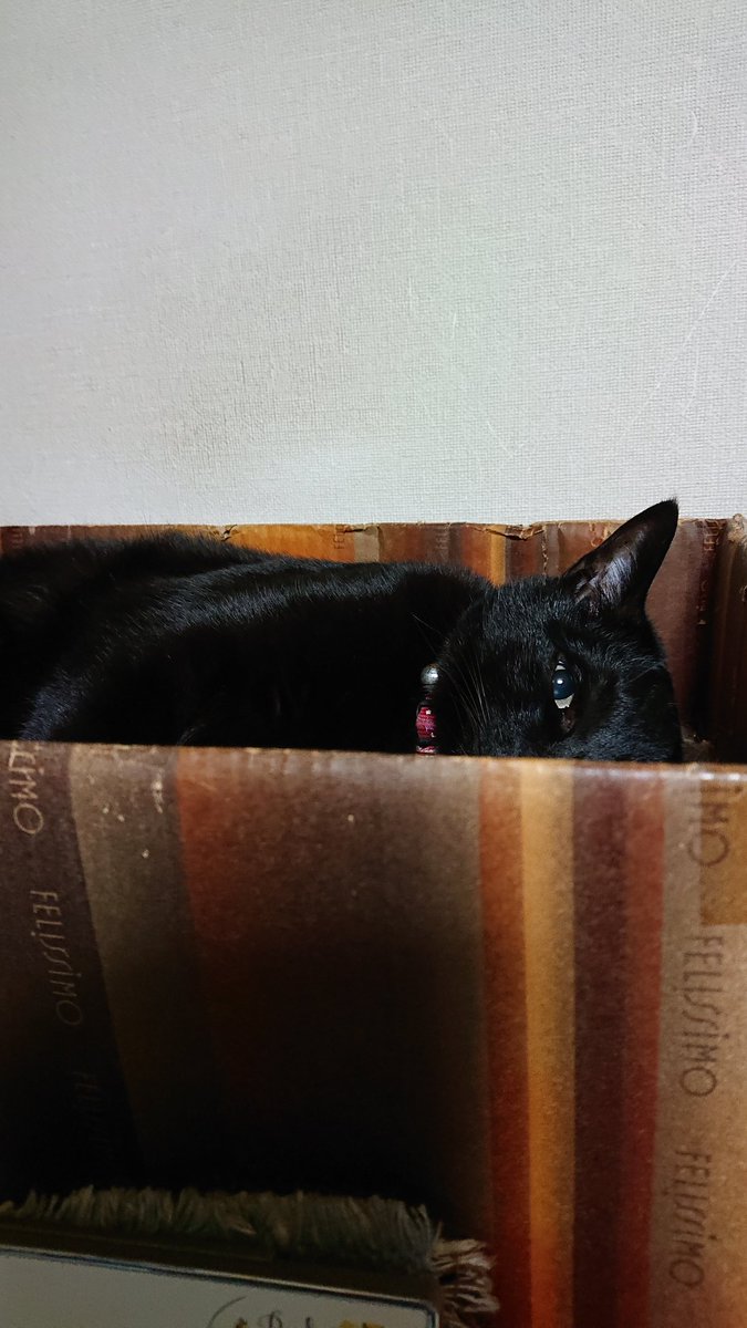 見られてる？
#黒猫 #猫の居る暮らし