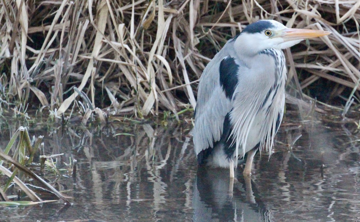 Jennife52968722's tweet photo. Chilly looking Grey Heron earlier this morning.
#Chillywinter #greyheron https://t.co/hgxcp1cDyR
