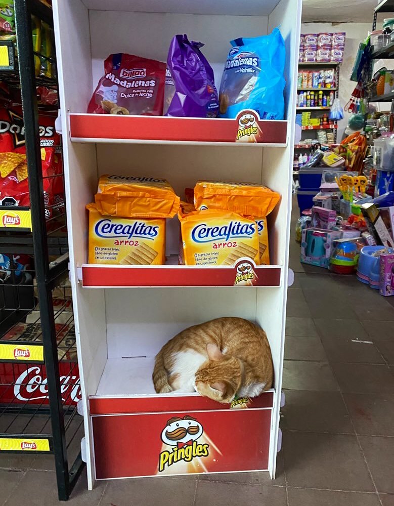 Bodega Cats (@bodegacats_) on Twitter photo 