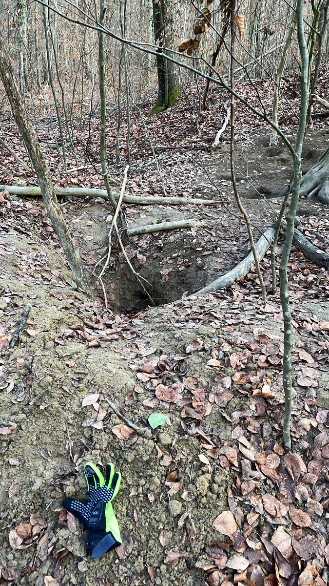 Logging trees and tracking over an active badger sett during winter (hibernation period) and blocking holes w logs is NOT sustainable forestry in Germany in 2022 😡 (Near Auggen)