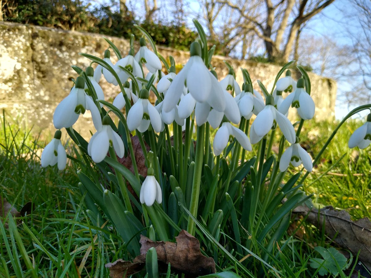 trudging59's tweet photo. Ahhhh.  It's going to be ok. 
#harlington. #snowdrops https://t.co/STVZw5u9kT