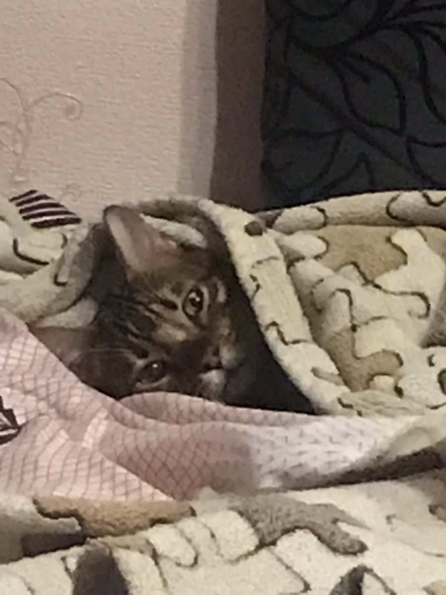 Я ТиВос и я люблю батониться tweet media