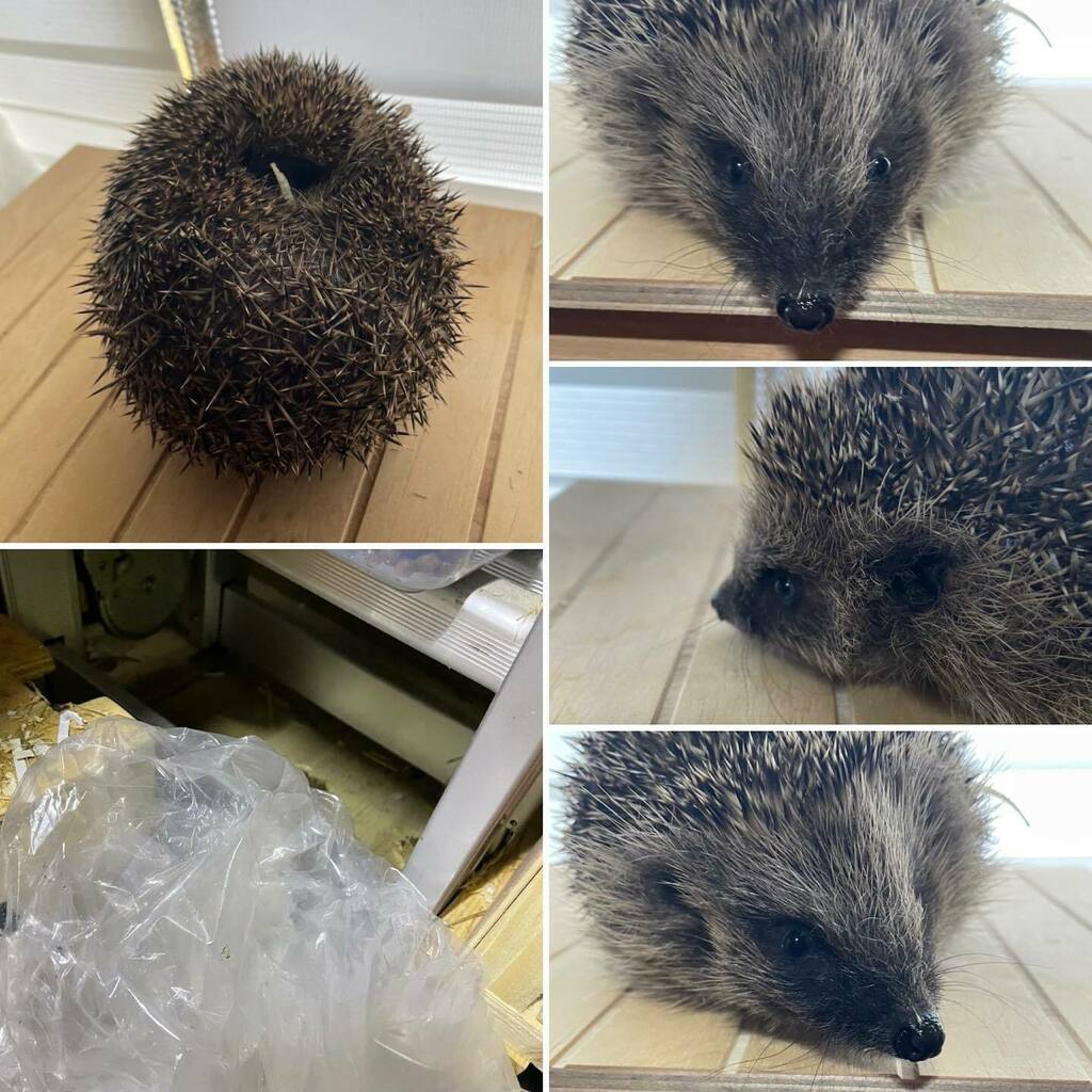 LittleWigglySnouts Hedgehog Rescue tweet media