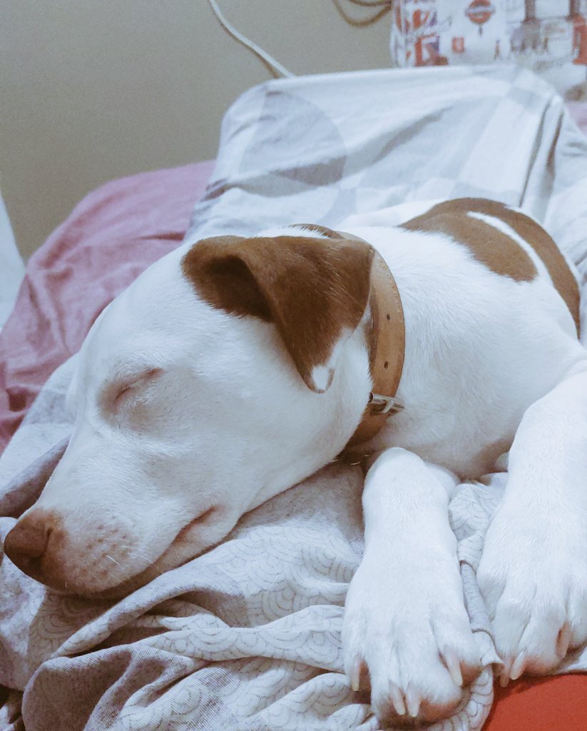 RosangellaaSS's tweet photo. Amo amo e amo! 😍🐶 https://t.co/i4sbt7oGOM