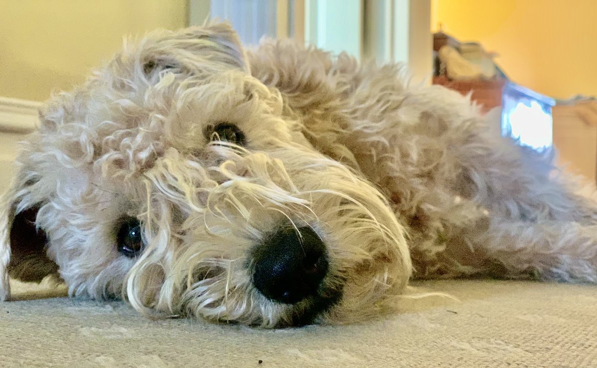 TerrierWheaten's tweet image. Morning Pals!Another chilly day here! #lazysundaymorning #liein #dogsoftwitter