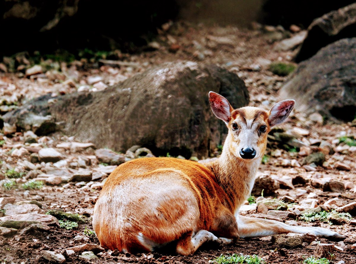 datta_ias's tweet photo. Barking deer or Indian Muntjac at Taptapani. @odisha_tourism https://t.co/IaYVbVmvVv