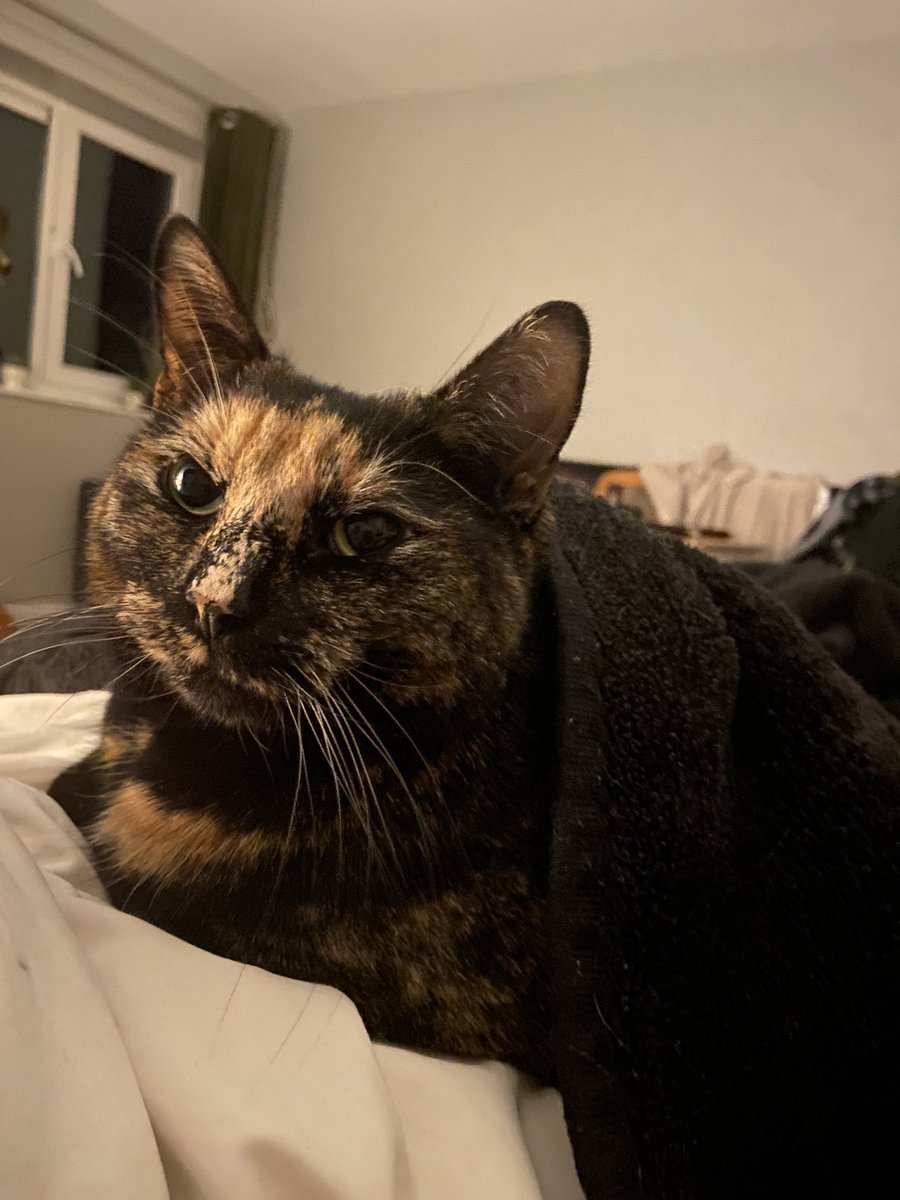 gem 🦇 tweet media