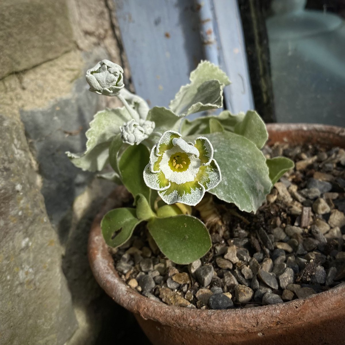 Clouded Yellow
#onmywindowsill 
#primulaauricula
#garden #Flowers