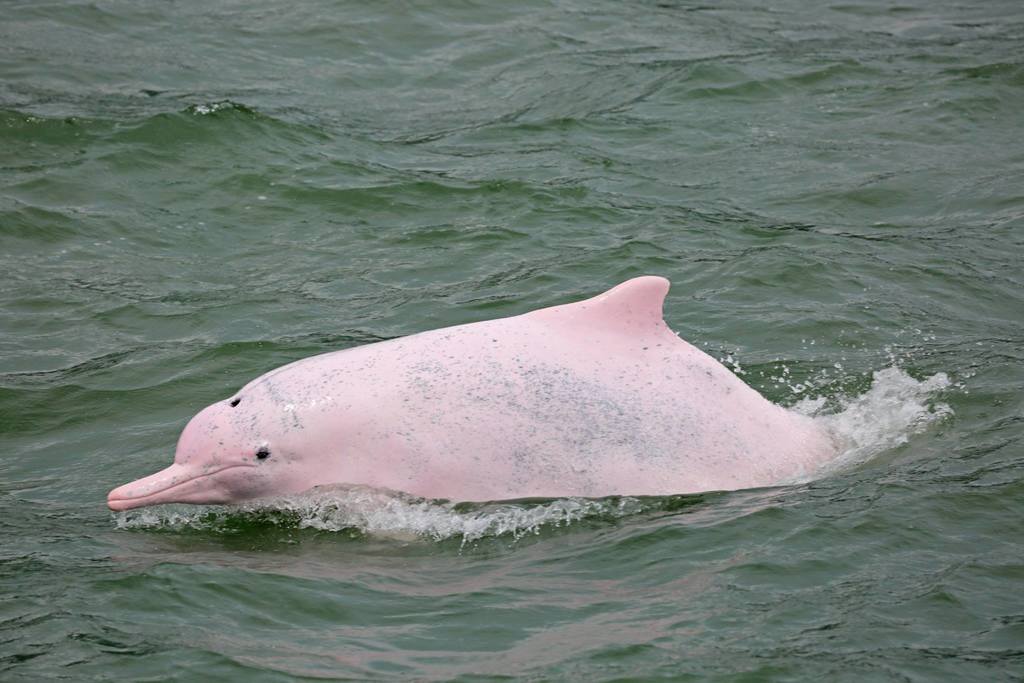 MarineLifeProj's tweet photo. El #delfín jorobado de Hong Kong (Sousa chinensis) es fácilmente reconocible debido a su giba dorsal y al distintivo color rosa producto de una despigmentación causada por los cambios hormonales al madurar.
#5de7
https://t.co/3Dd962Sss3
📸Claryana Araújo
📸Thomas Jefferson https://t.co/22GB5AlKku
